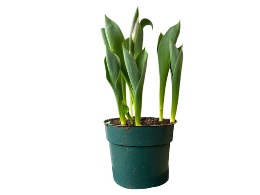 6” Tulip Bulbs