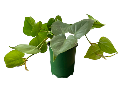 3.5" Philodendron