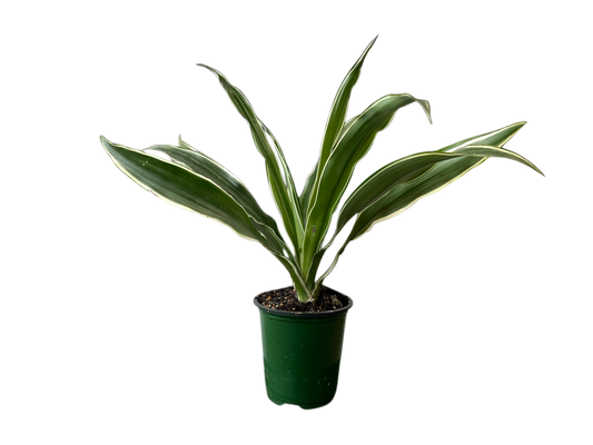 3.5" Dracaena - Warneckii