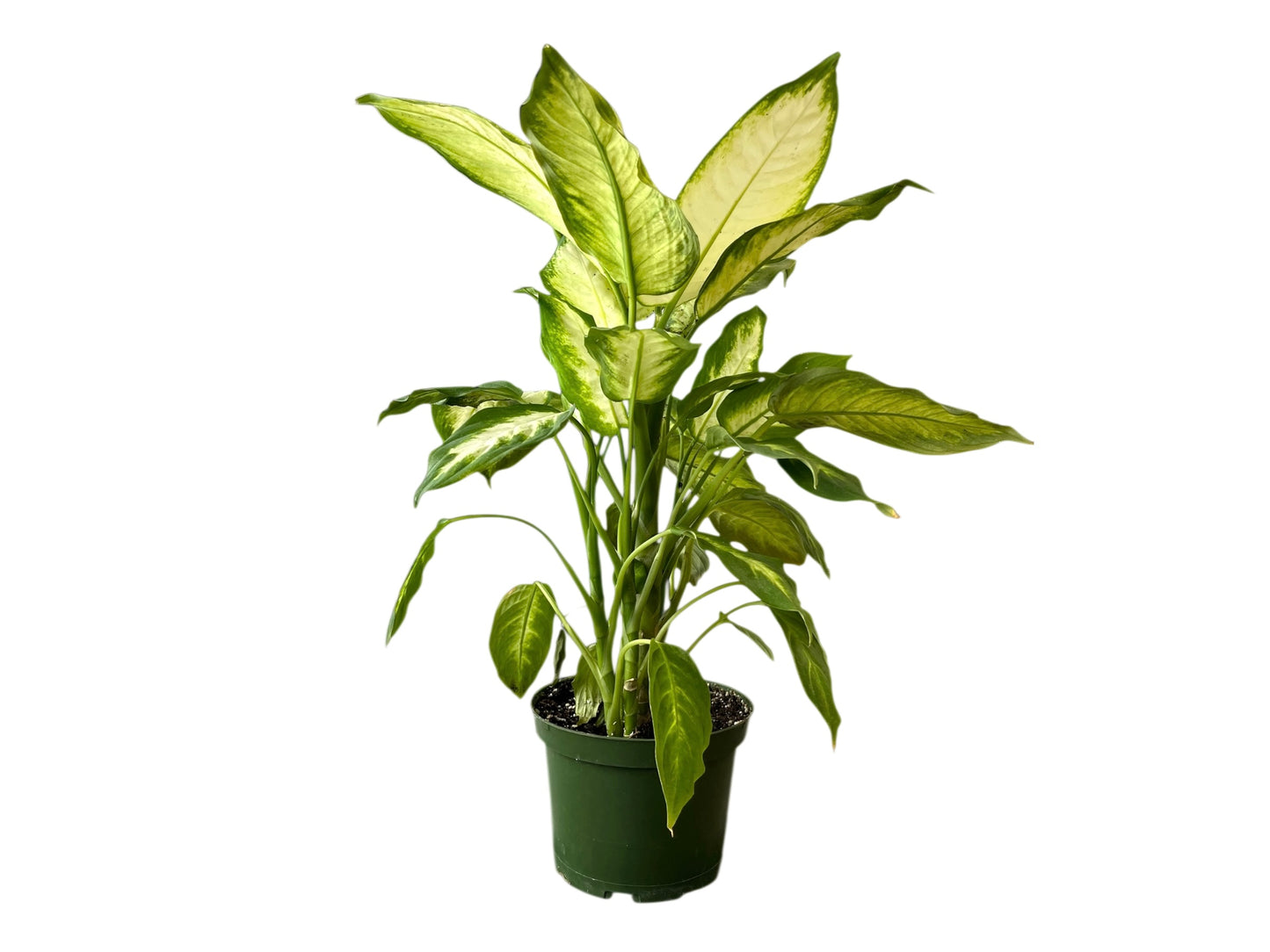 3.5" Dieffenbachia