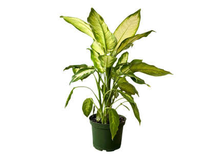 3.5" Dieffenbachia