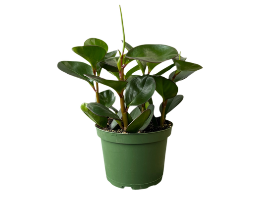3.5" Peperomia