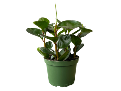 3.5" Peperomia