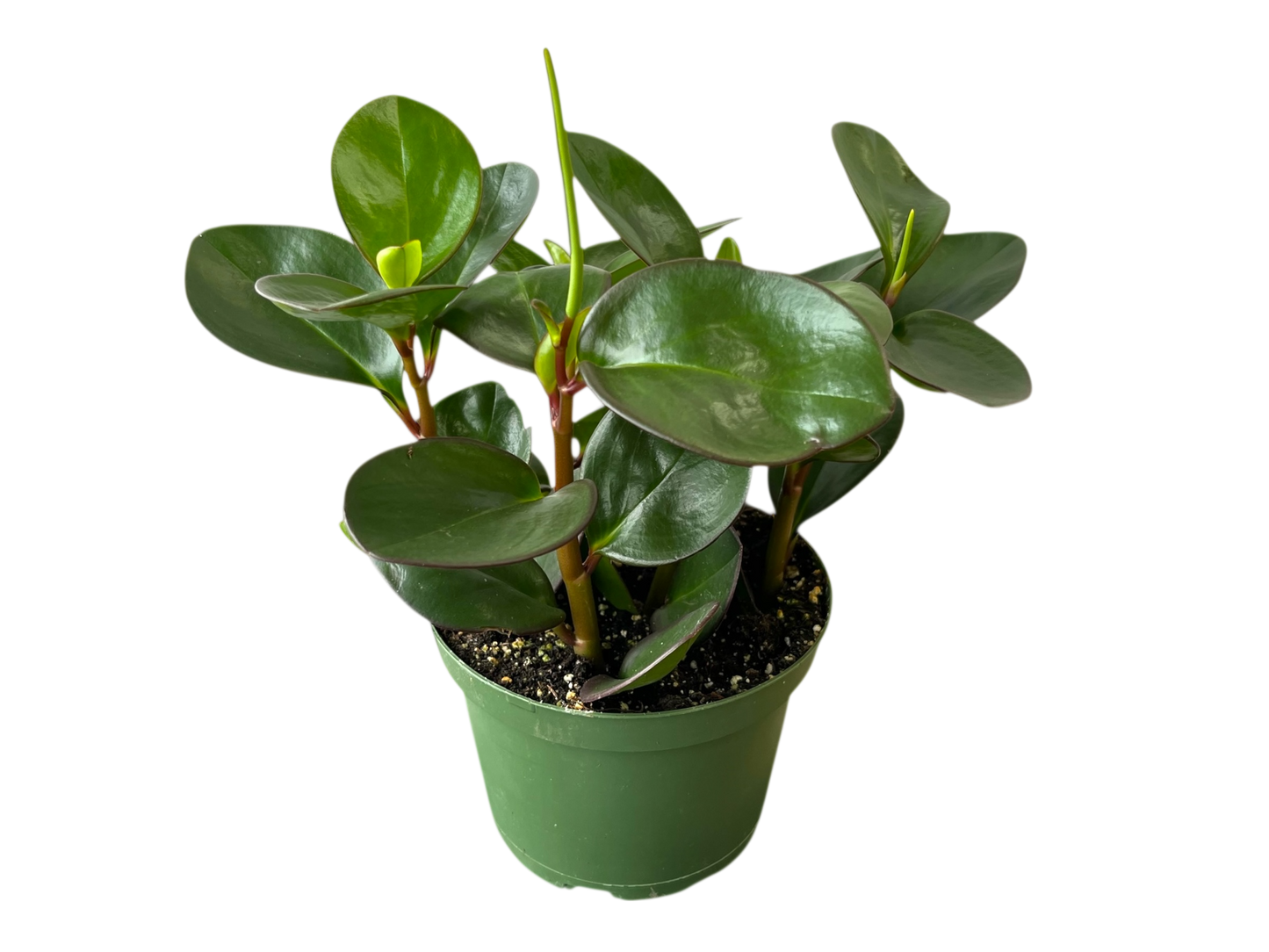 3.5" Peperomia