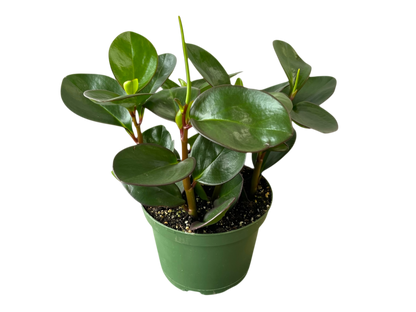 3.5" Peperomia