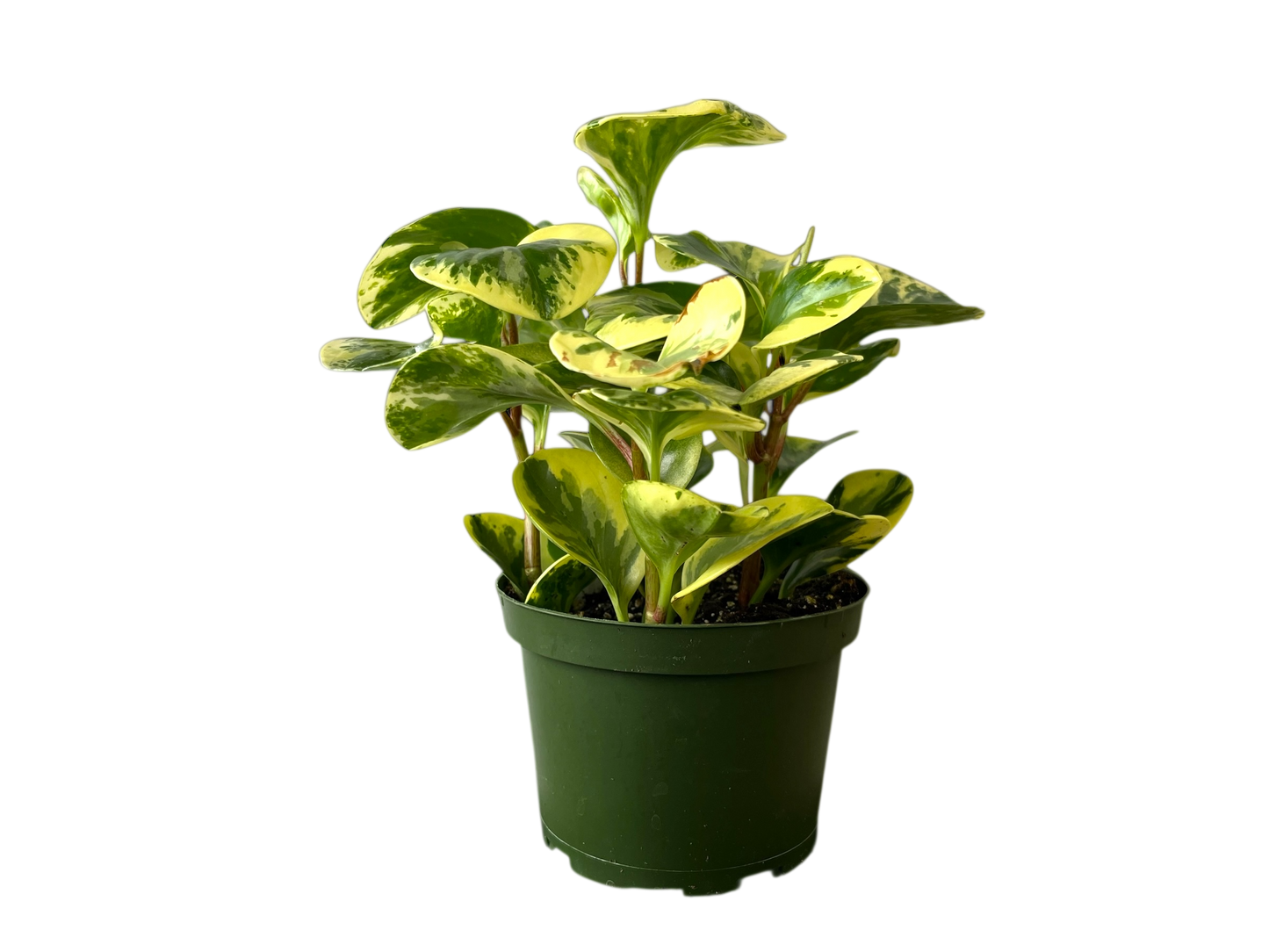 3.5" Peperomia