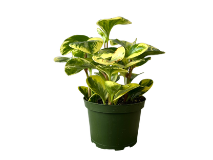3.5" Peperomia