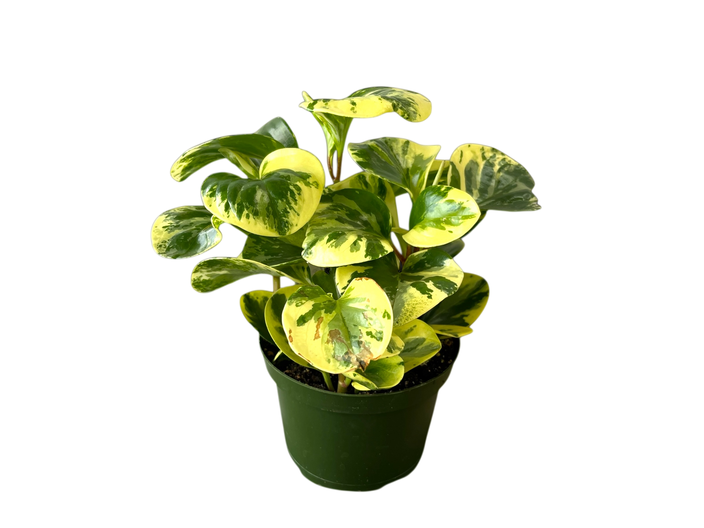 3.5" Peperomia