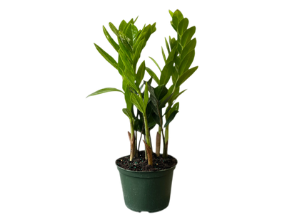 6" ZZ Plant