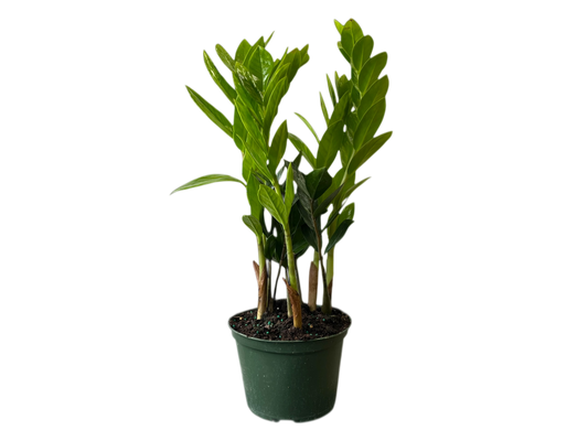 6" ZZ Plant
