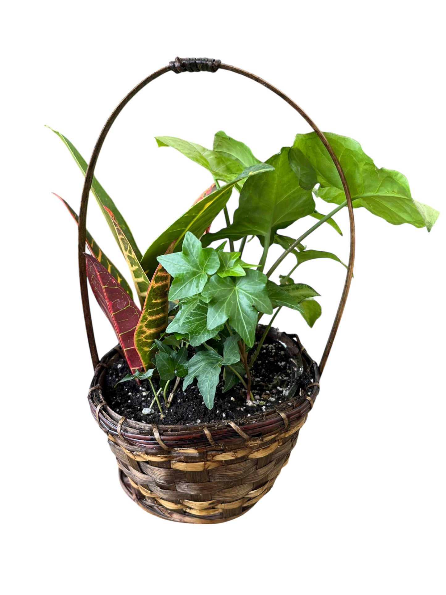 Tropical Plant Basket