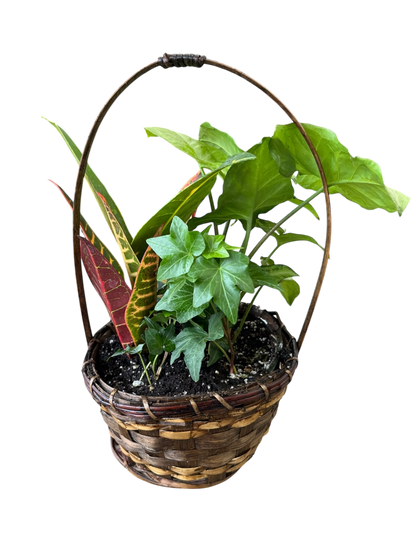 Tropical Plant Basket