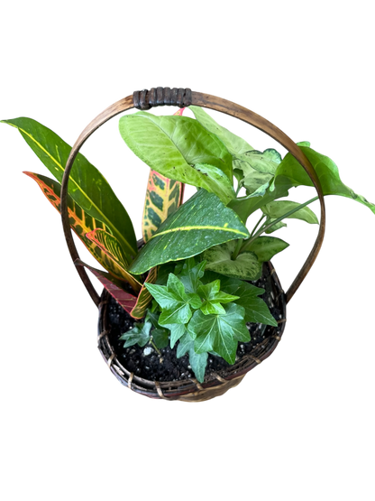 Tropical Plant Basket