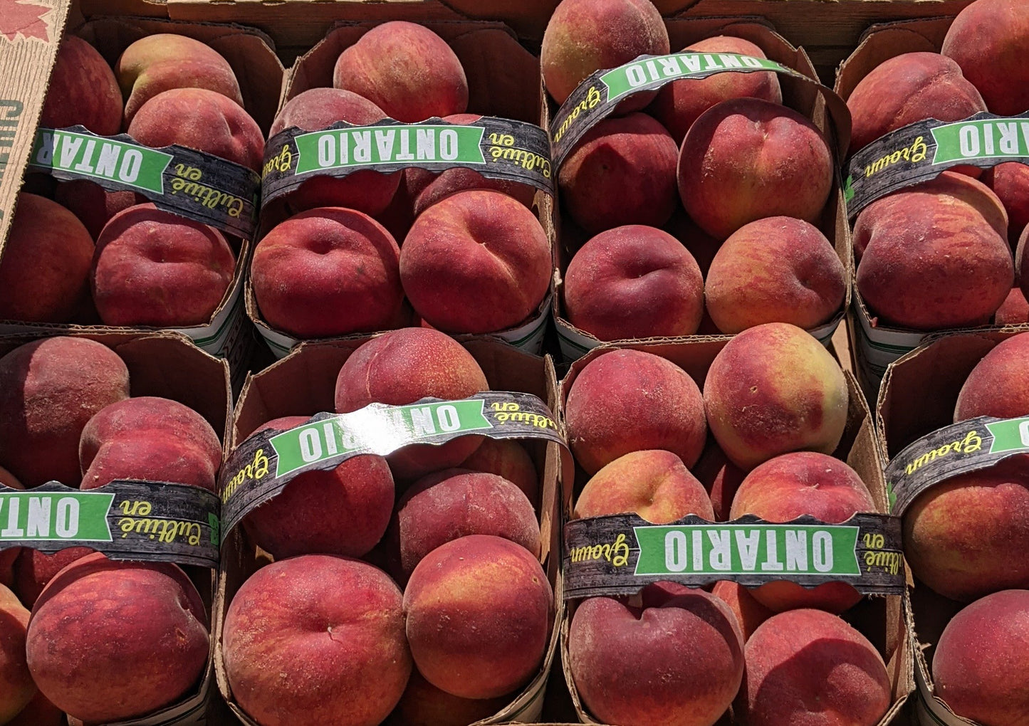6x3L Flat of Peaches
