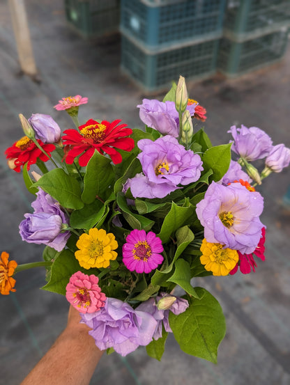 $20 Surprise Bouquet