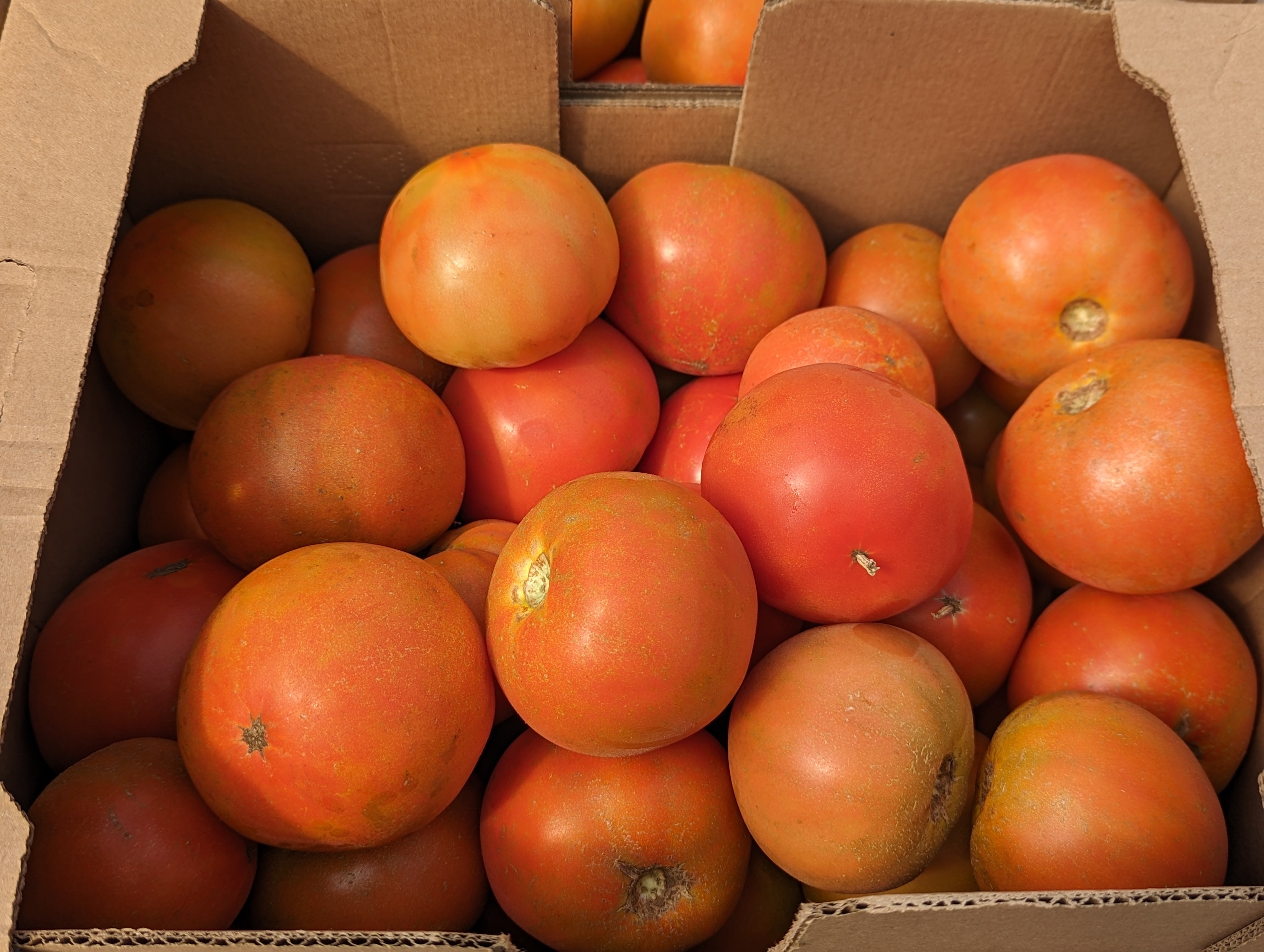 20lb Box of Imperfect Tomatoes