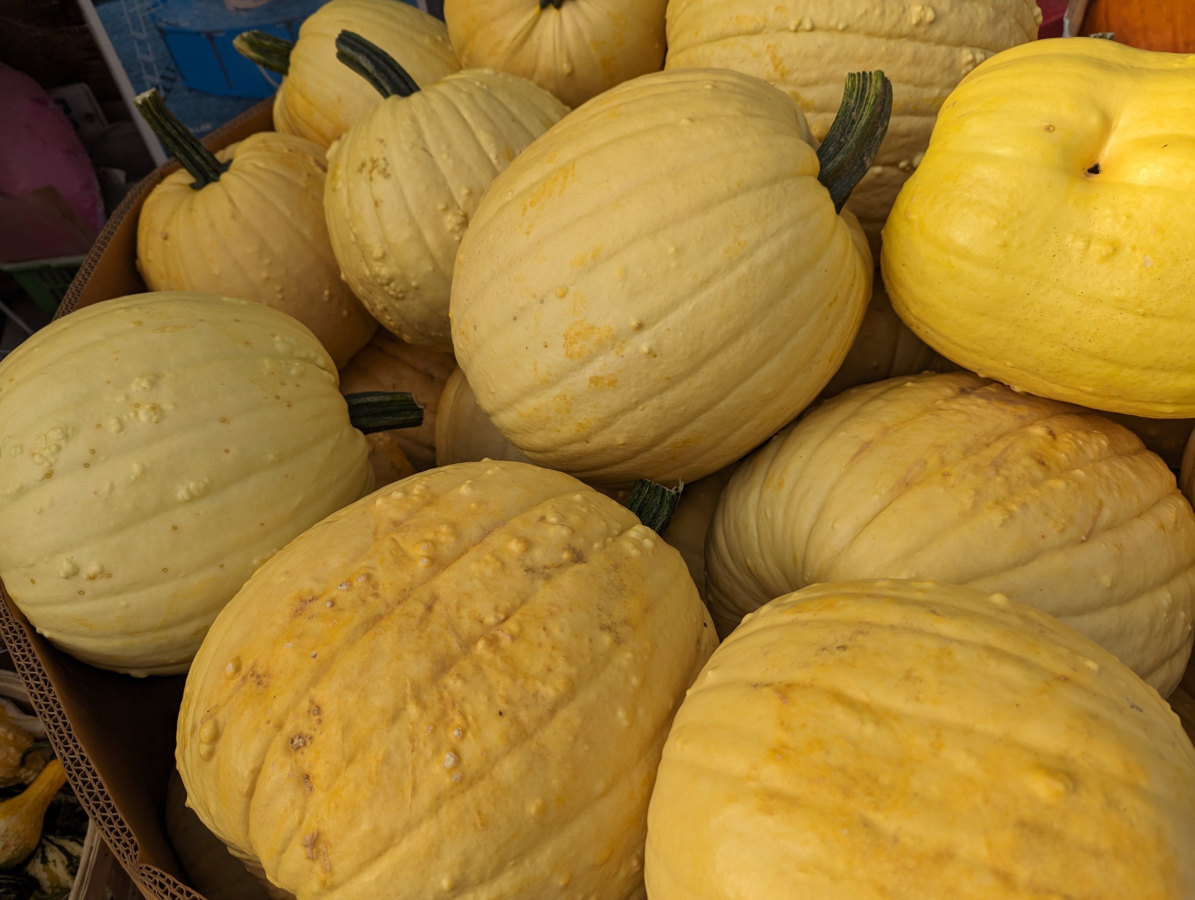 White Warty Pumpkins