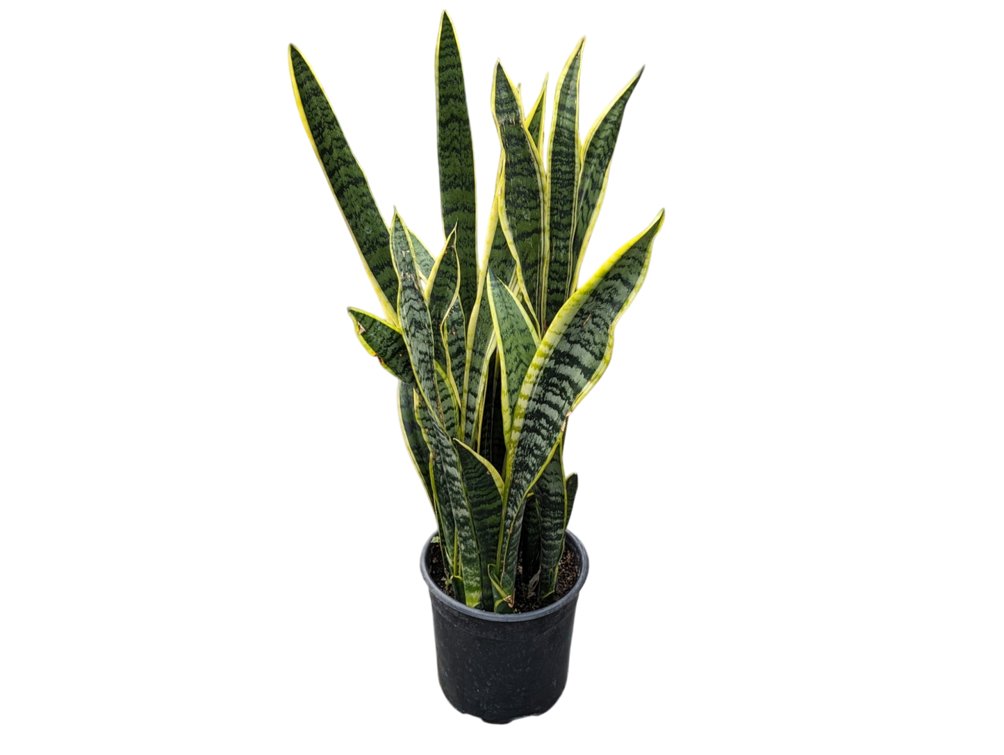 10" Snake Plant