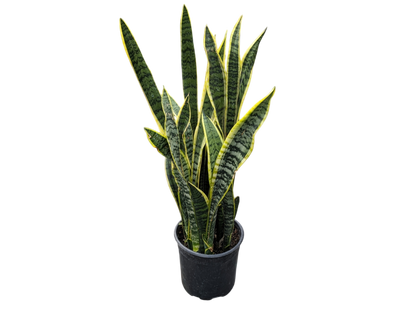 10" Snake Plant