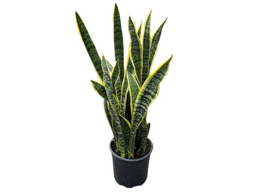 10" Snake Plant