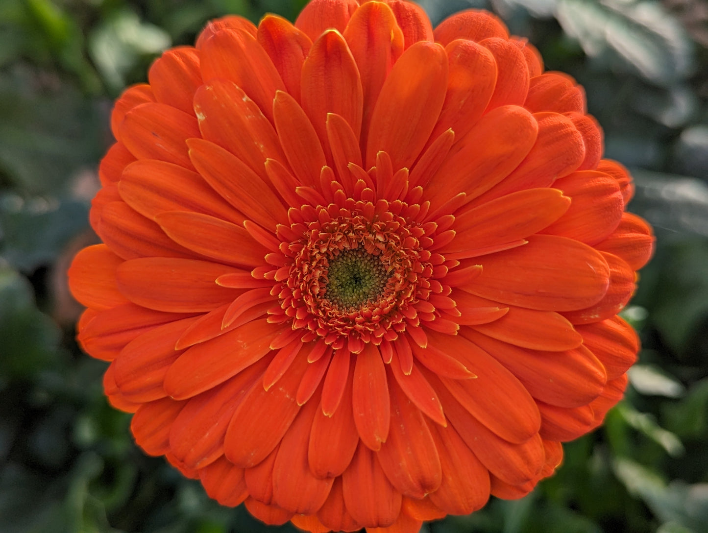 Orange Gerbera Bouquet (Prestige)