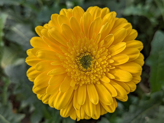 Yellow Gerbera Bouquet (Sundee)