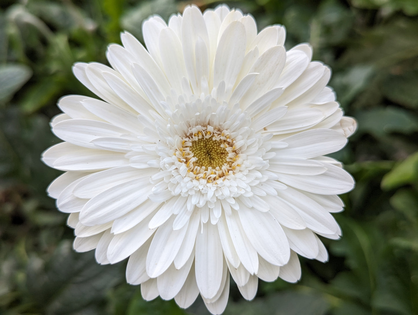 White Gerbera Bouquet (Balance)