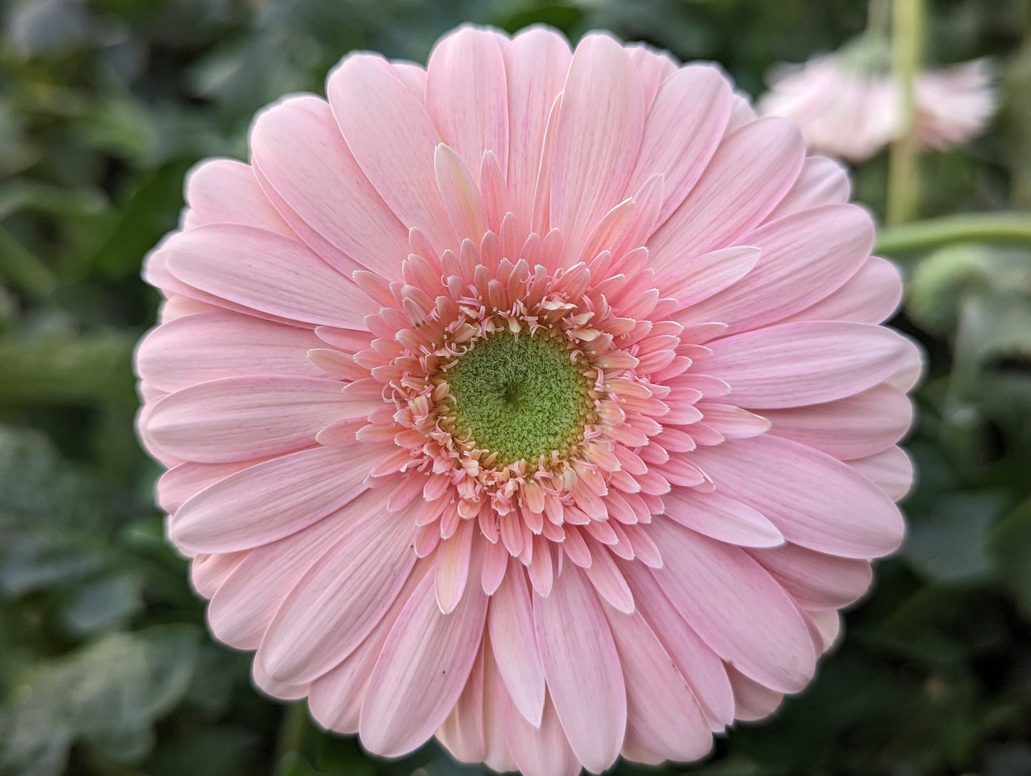 Light Pink Gerbera Bouquet (Rafinee)