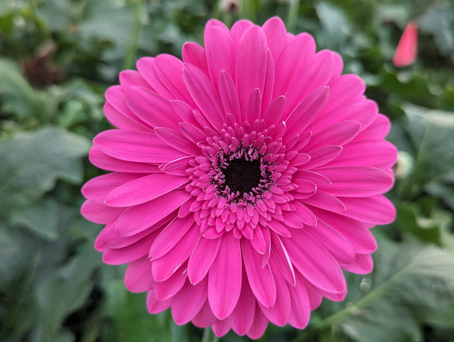 Deep Pink Gerbera Bouquet (Explorer)