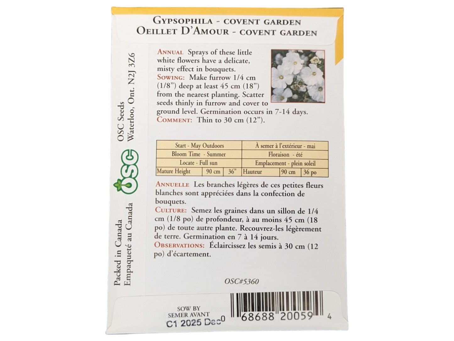 Gypsophila Covent Garden (Baby's Breath)