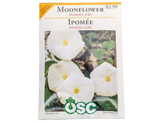 Moonflower Ipomoea Alba