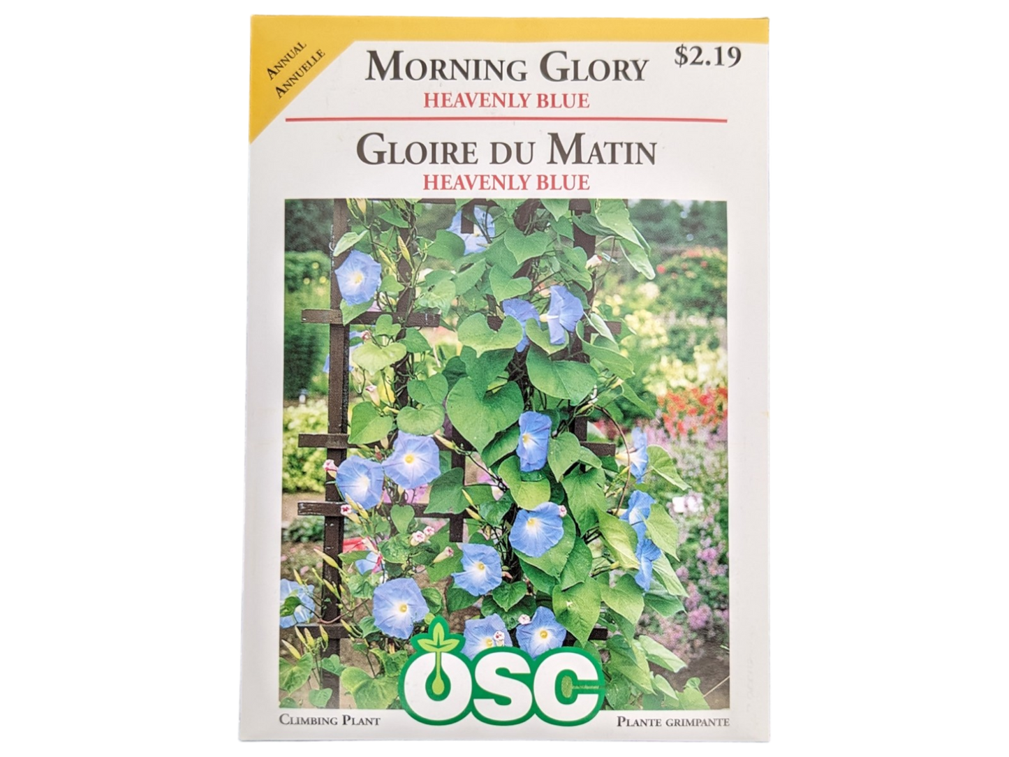 Morning Glory Heavenly Blue