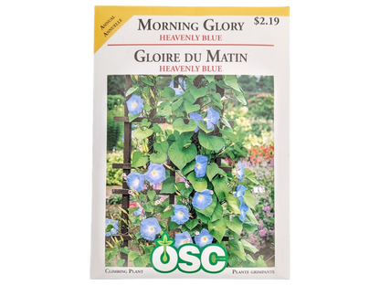 Morning Glory Heavenly Blue