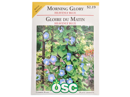 Morning Glory Heavenly Blue