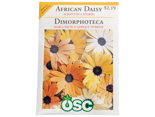 African Daisy Auranriaca Hybrid