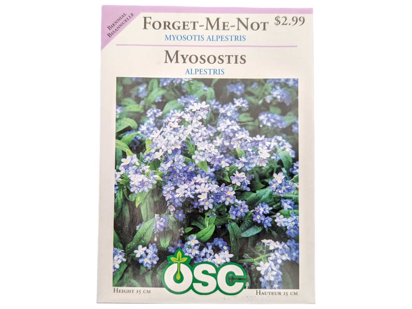 Forget Me Not Myosotis Alpestris