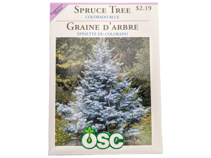 Spruce Tree Colorado Blue