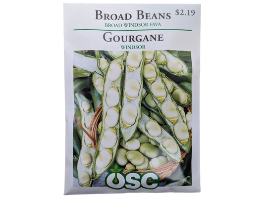 Broad Beans Broad Windsor Fava