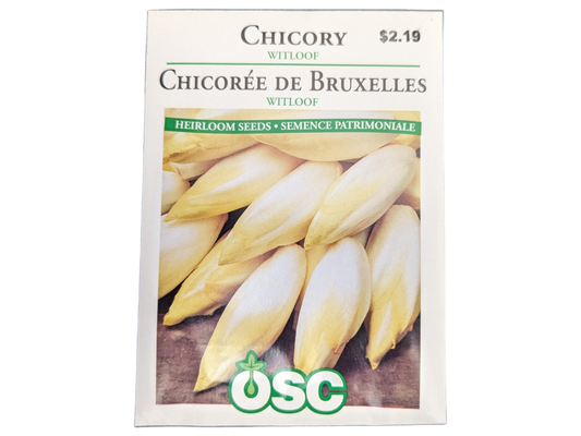 Chicory Witloof