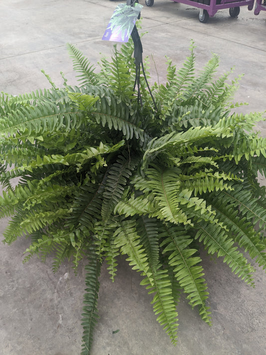 12" Boston Fern Fibre Hanging Basket