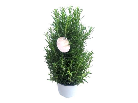 Rosemary tree