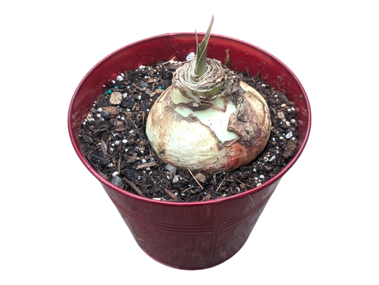 6" Tin Pot Amaryllis