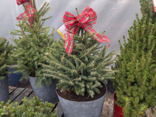 Norway Spruce - 14" pot