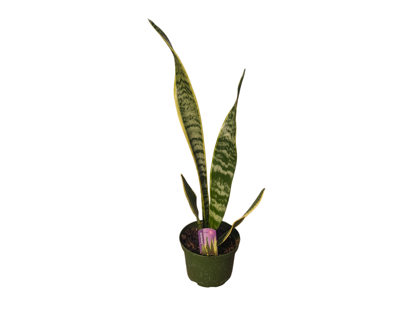 6" Snake Plant (Sansevieria)