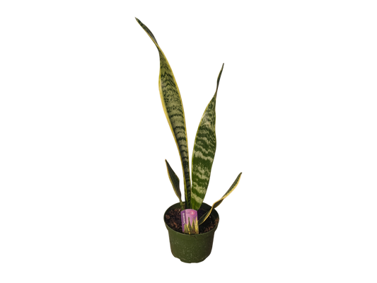 6" Snake Plant (Sansevieria)