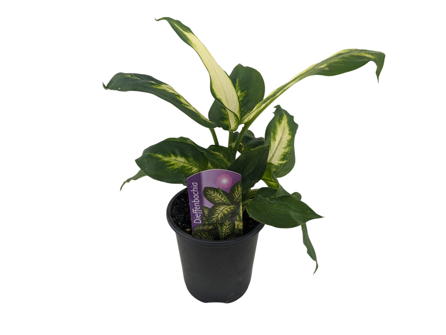 3.5" Dieffenbachia