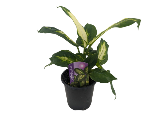 3.5" Dieffenbachia