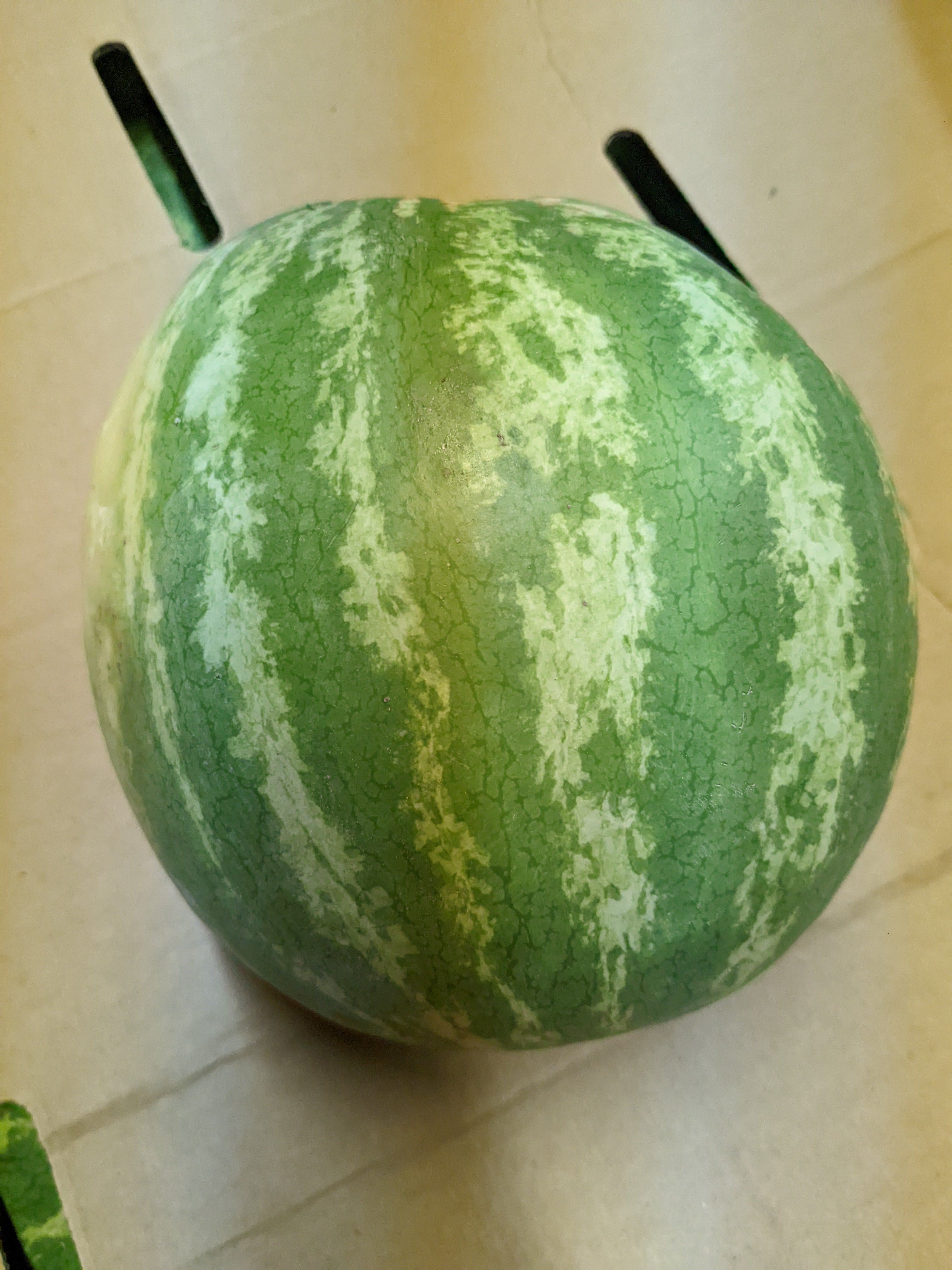 Seedless Watermelon - Canada