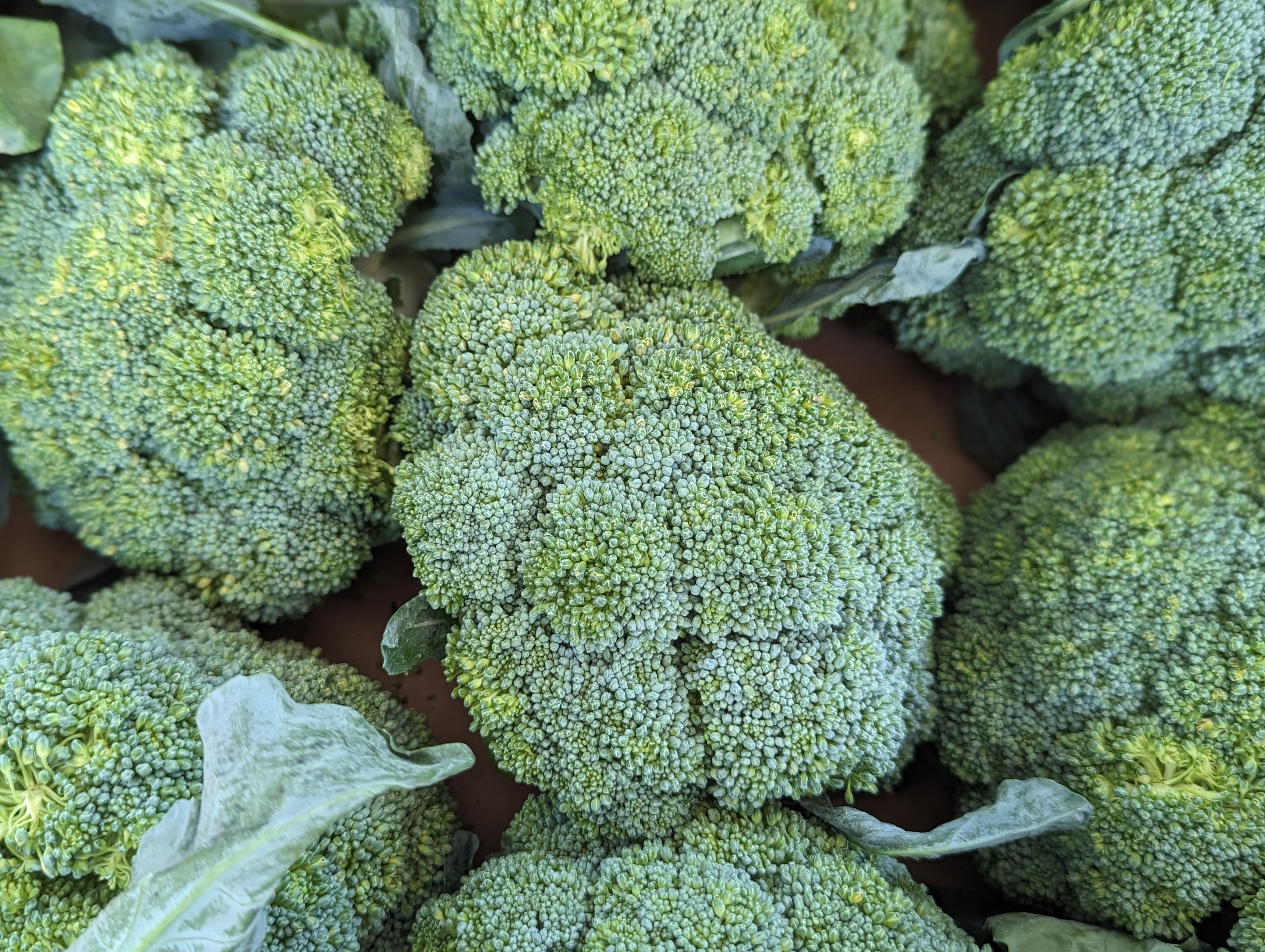 Local Broccoli