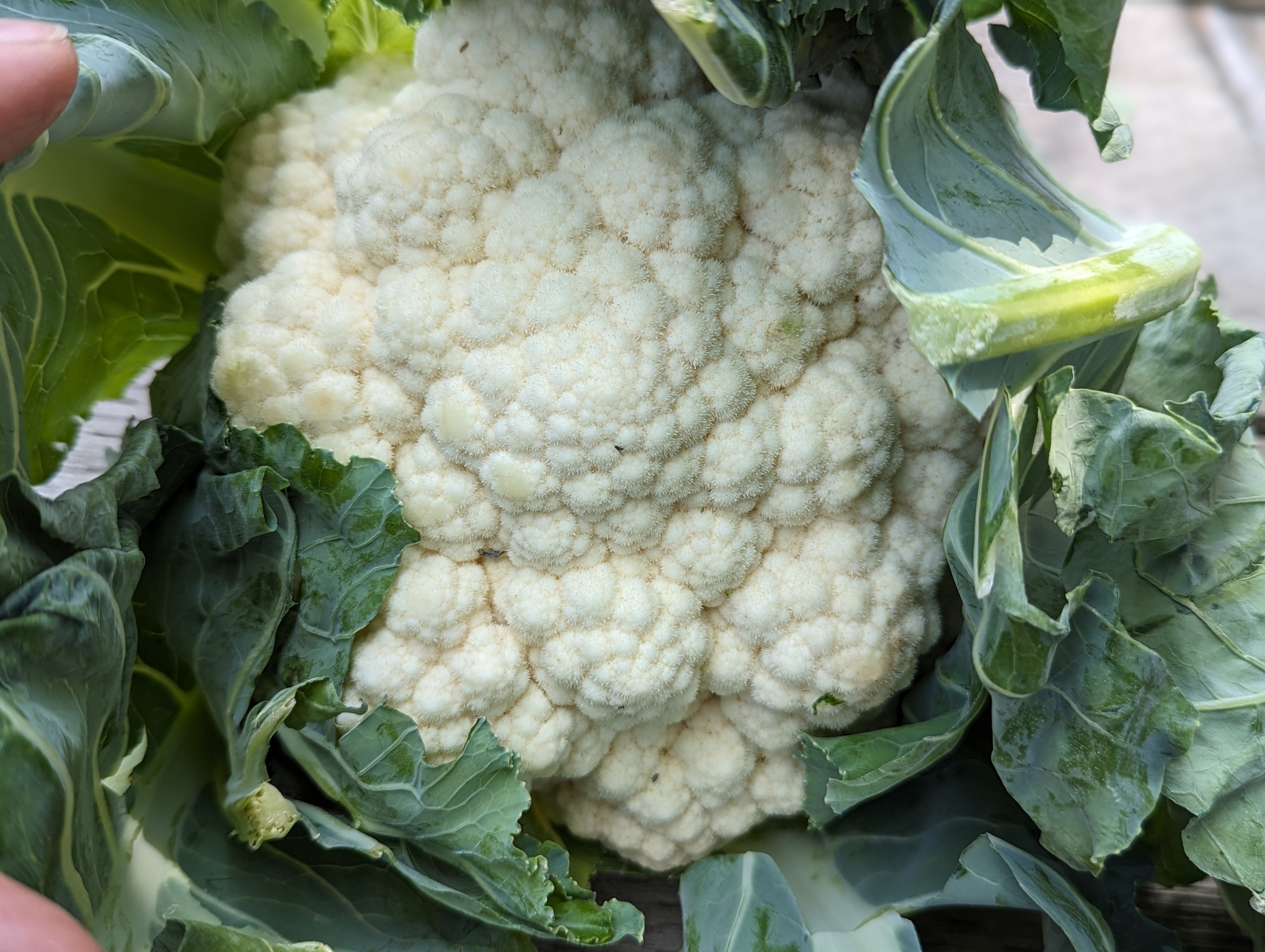 Local Cauliflower